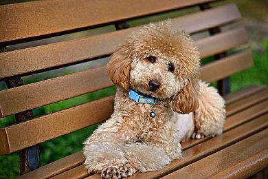 《塞尔达传说：智慧的再现》公布三位角色造型